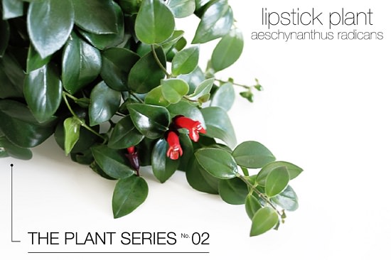 Lipstick Plant 1