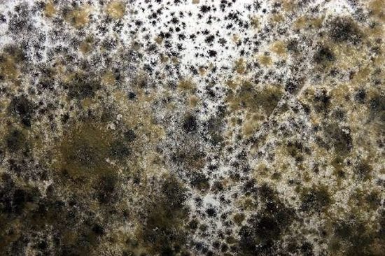 How to Get Mold Off Your Carpet1