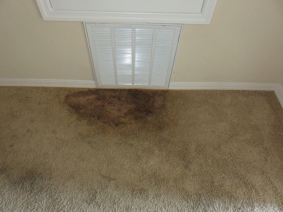 How to Get Mold Off Your Carpet3