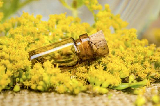 goldenrod essential oil benefits1