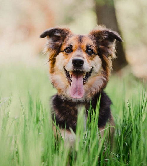 Can Dog Have Vanilla Extract2