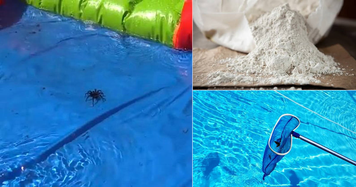 How to Keep Spiders Out of the Pool 