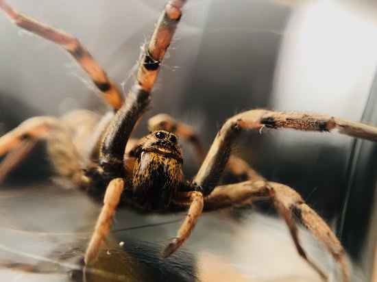 What Attracts Wolf Spiders in the House?2