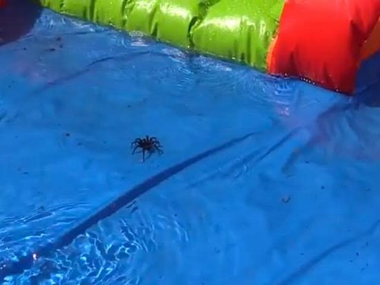 spider pool float