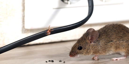 Prevention of mice infestation from home
