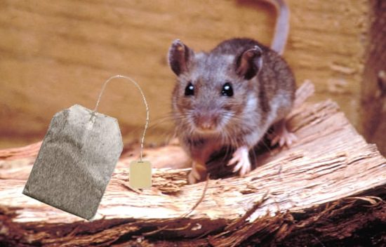 How to Use Tea Bags to Get Rid of Mice2
