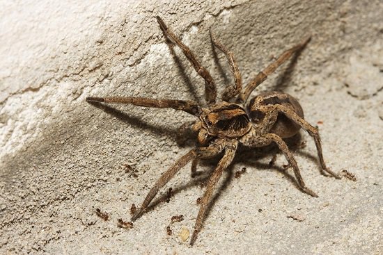 What Attracts Wolf Spiders in the House? - Hello Lidy