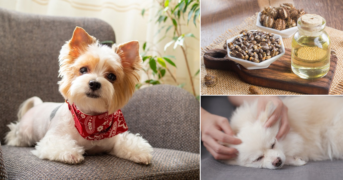 Is Castor Oil Poisonous To Dogs