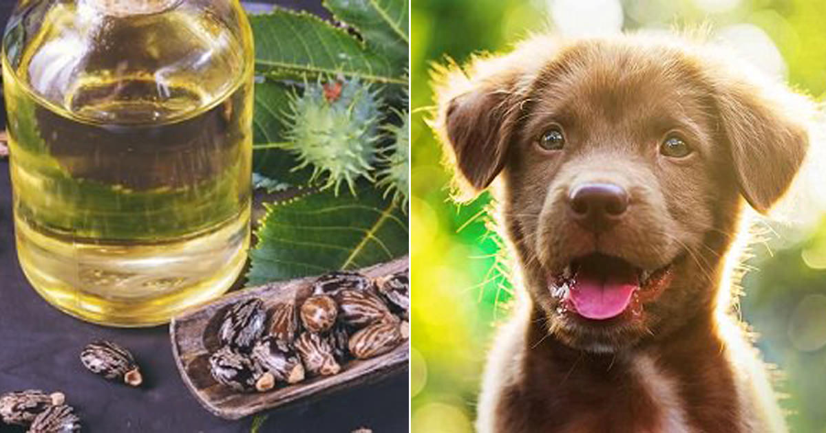 Is Castor Oil Safe for Dogs - Hello Lidy