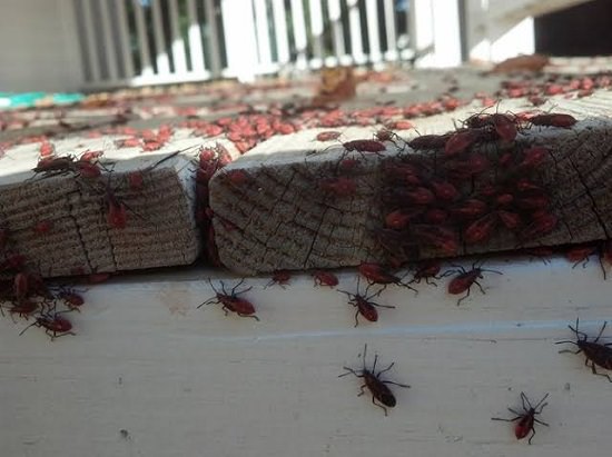 Home Remedies For Boxelder Bugs2