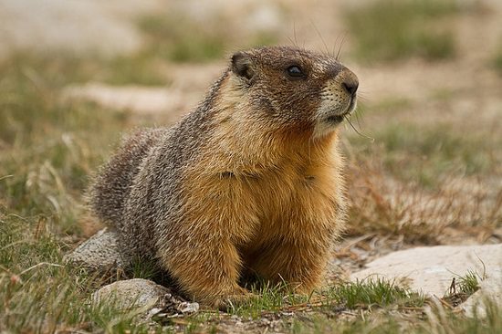How to Get Rid of Groundhogs Ammonia1
