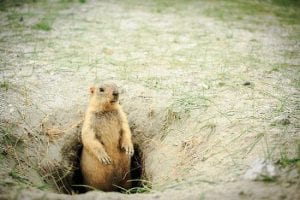 Find Out What Attracts Gophers to Your Yard - Hello Lidy