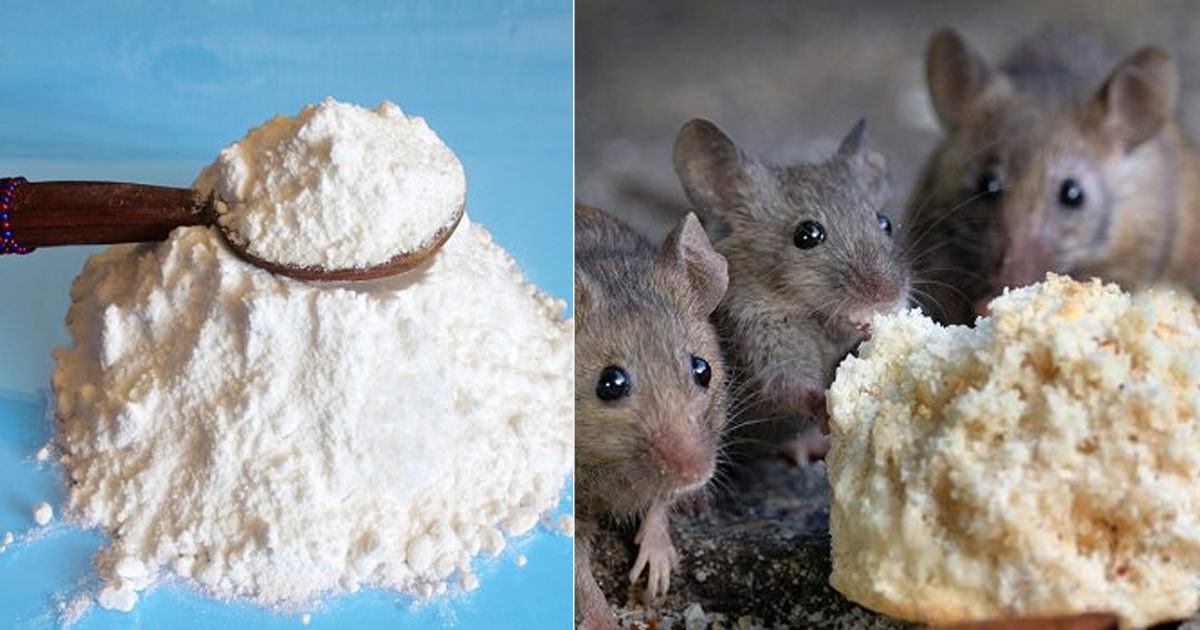 Does Boric Acid Kill Mice | How To Get Rid Of Mice Fast - Hello Lidy