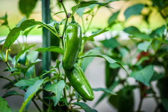Top 10+ Is a jalapeno a fruit or vegetable 7 Is Jalapeno a Fruit | Health Benefits Of Jalapenos