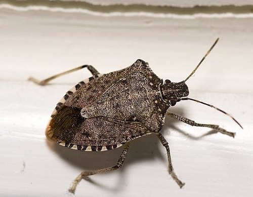 What Attracts Stink Bugs in Your House1