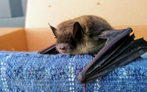 How Do Bats Get in the House2