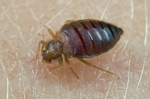 does baby powder work to kill bed bugs