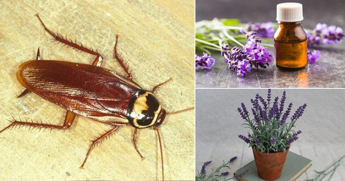 does lilac repel bugs