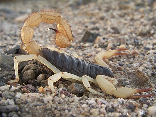 Does Bleach Kills Scorpions1
