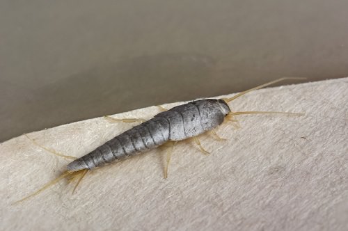 Essential Oils to Get Rid of Silverfish1