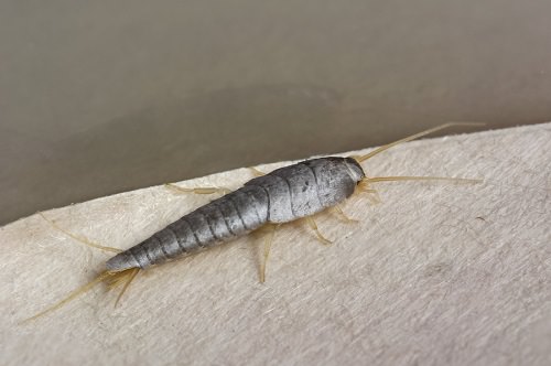 Silverfish Infestation & Control