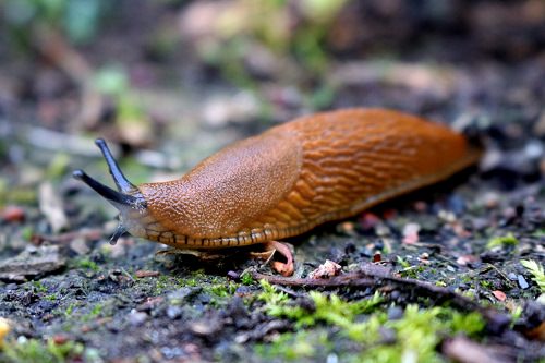 How to Get Rid of Slugs and Snails With Coffee1