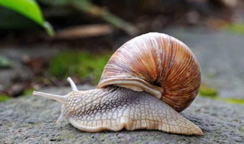 How to Get Rid of Slugs and Snails With Coffee2