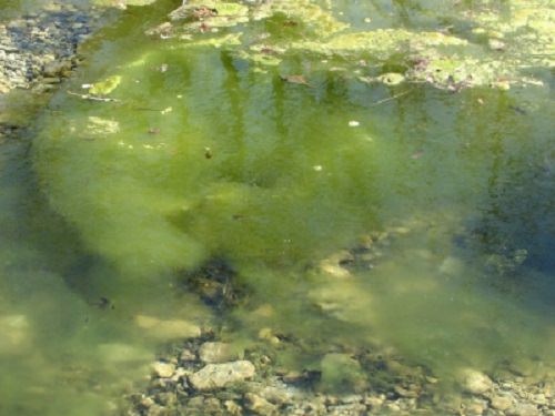 Clear Algae From Pond Water