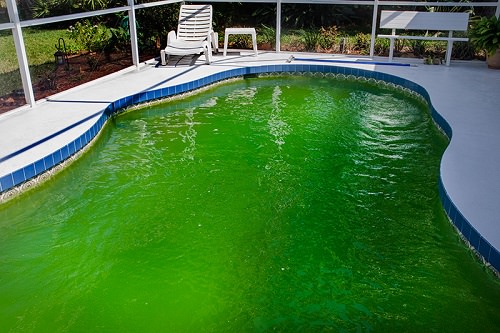 How to Clean a Green Pool With Bleach1