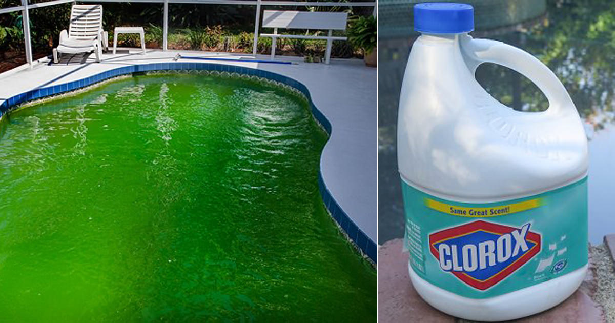 Will Clorox Kill Algae in a Pool 