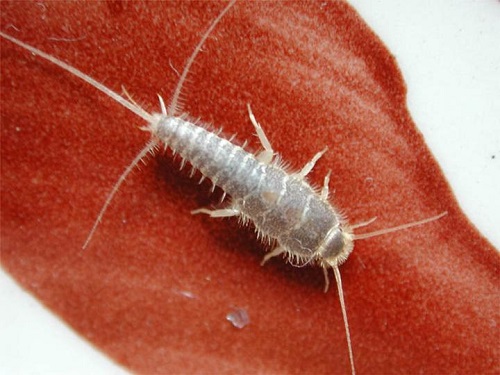 Do Silverfish Eat Clothes2