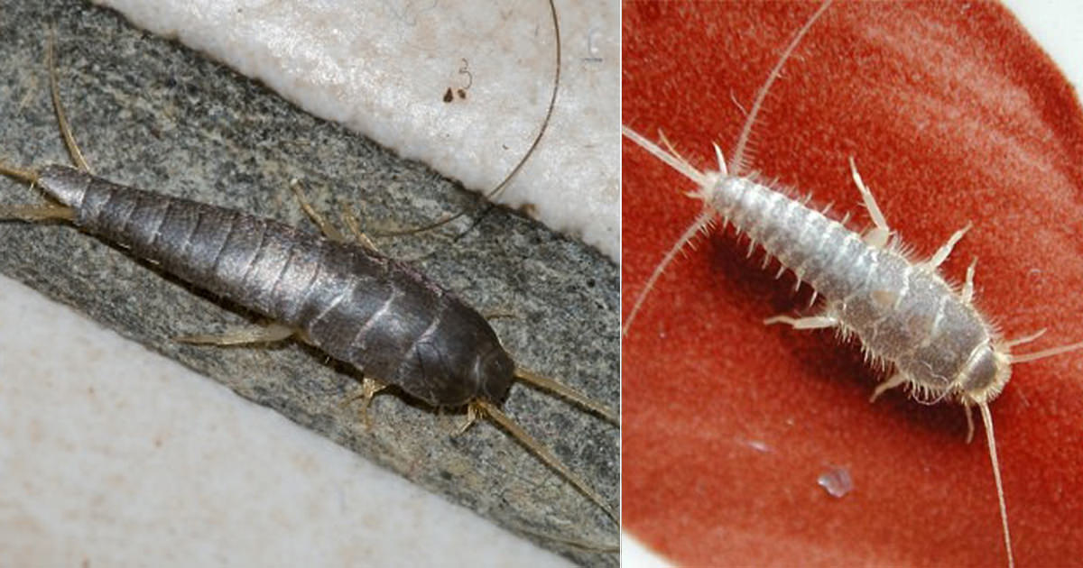 Do Silverfish Eat Clothes | How To Get Rid of Silverfish - Hello Lidy