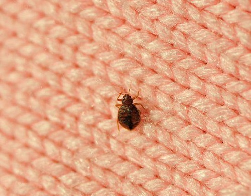 How Long Do Bed Bugs Live on Clothes 4