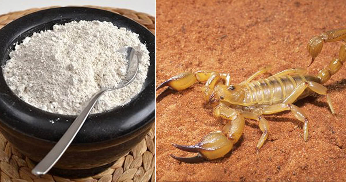 Will diatomaceous earth kill scorpions?