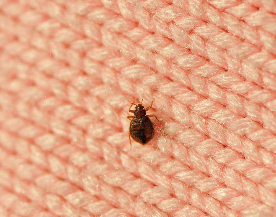 How Long Do Bed Bugs Live on Clothes & How to Get Rid of Them