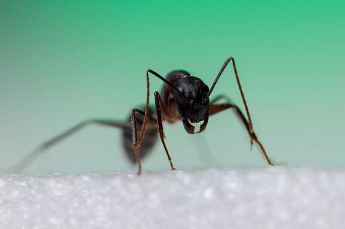 Does Lysol Kill Ants
