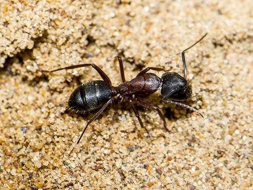How to Get Rid of Ants With Borax3