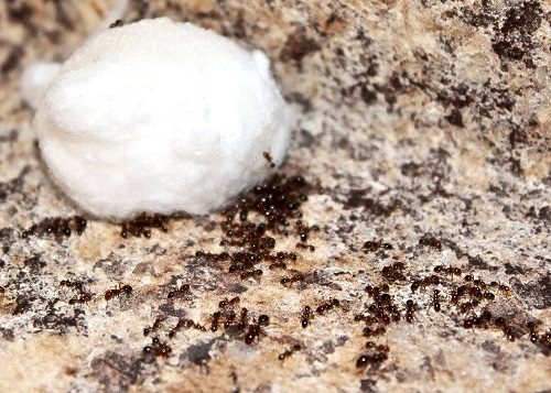 How to Get Rid of Ants With Borax2
