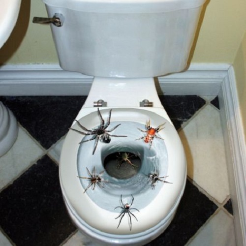 Spider Toilet Seat Topper