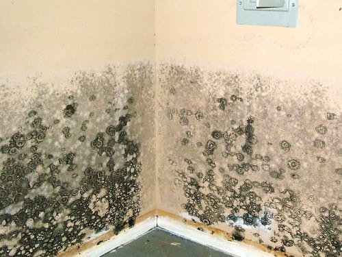 What Does Black Mold Look Like1