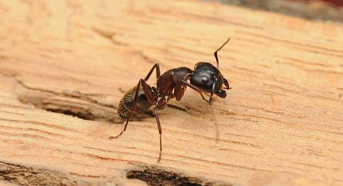 Borax for Carpenter Ants1