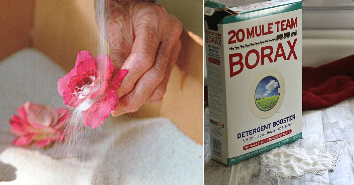 How to Preserve Flowers With Borax Step by Step Hello Lidy