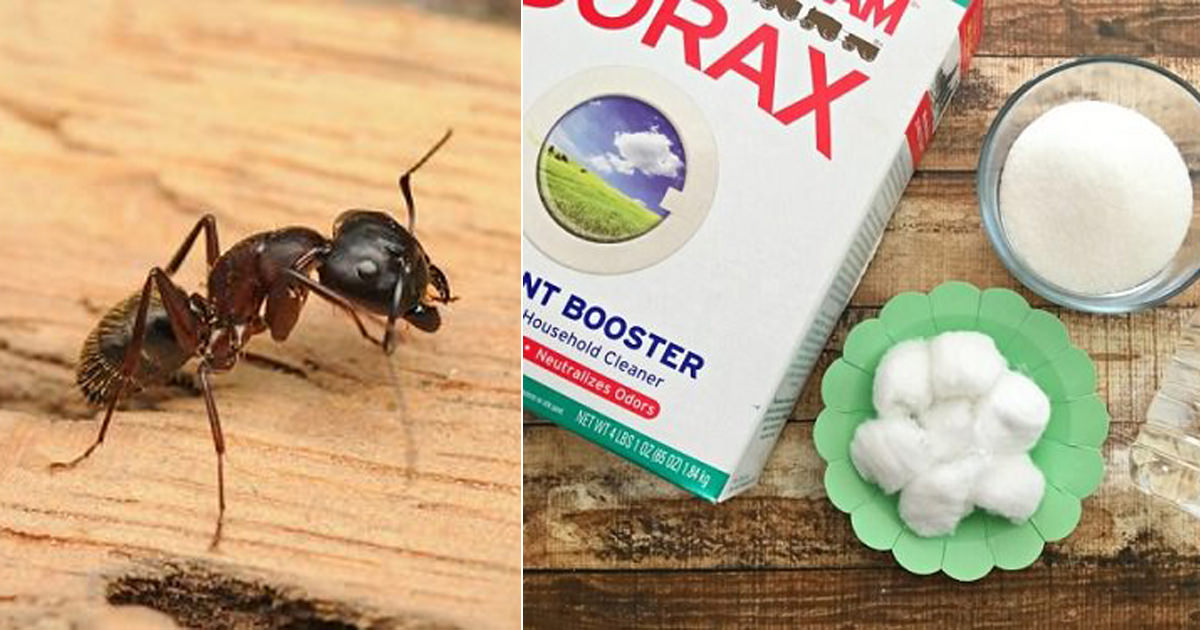 borax ants hellolidy