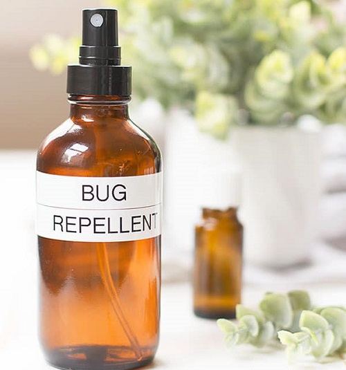 Peppermint Oil for Bed Bugs 2