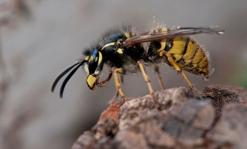 Essential Oils That Repel Wasps1
