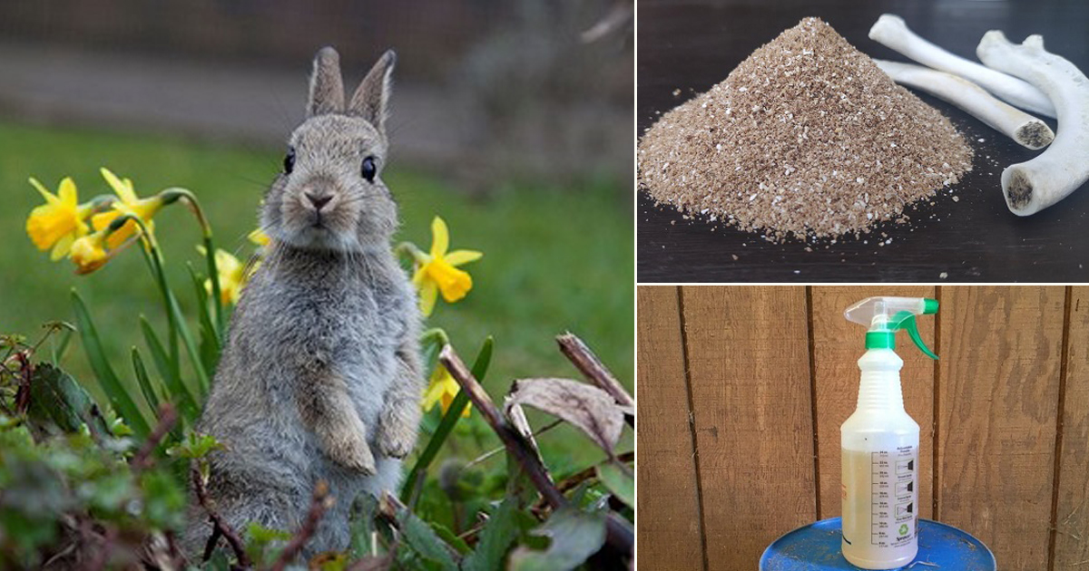 6 Potent Homemade Rabbit Repellent Recipes | DIY Rabbit Repellent