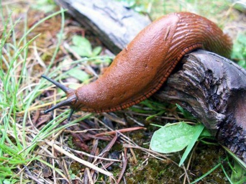 Slug Deterrent