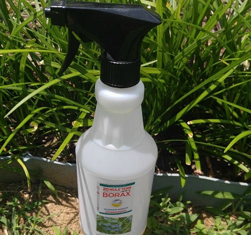 DIY Borax Grub Removal Recipe