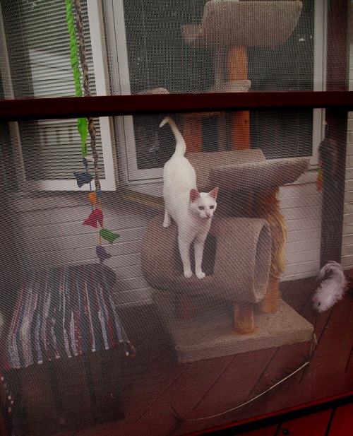 What About a Catio!