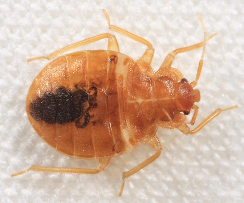 Does White Vinegar Kill Bed Bugs1